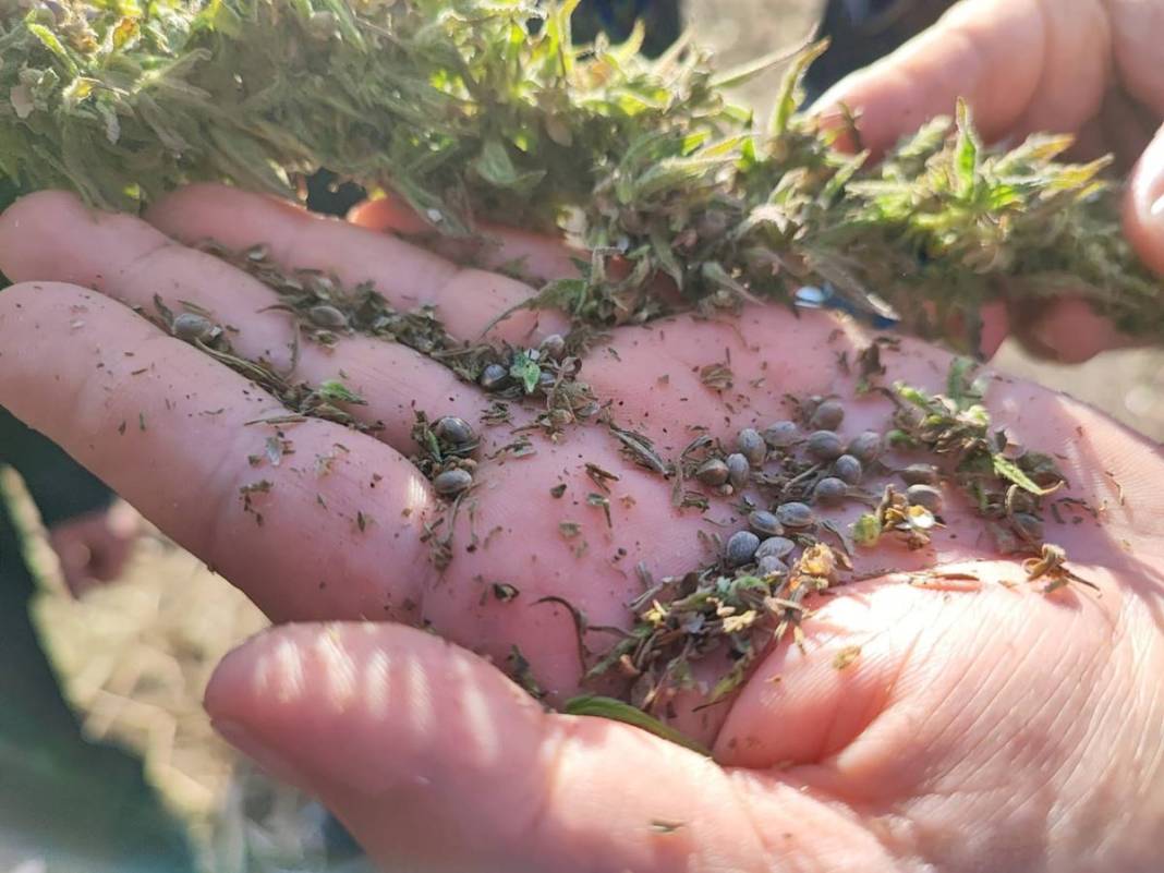 İlk hasat alındı: Kozmetikten tekstile birçok sektörde doping etkisi yapacak! Türkiye'de ilk kez uygulanıyor 7